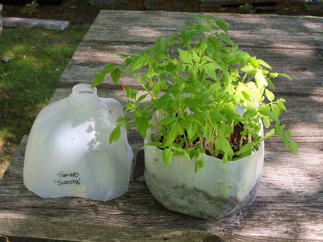 Elaine Winter Sown Tomatoes-1