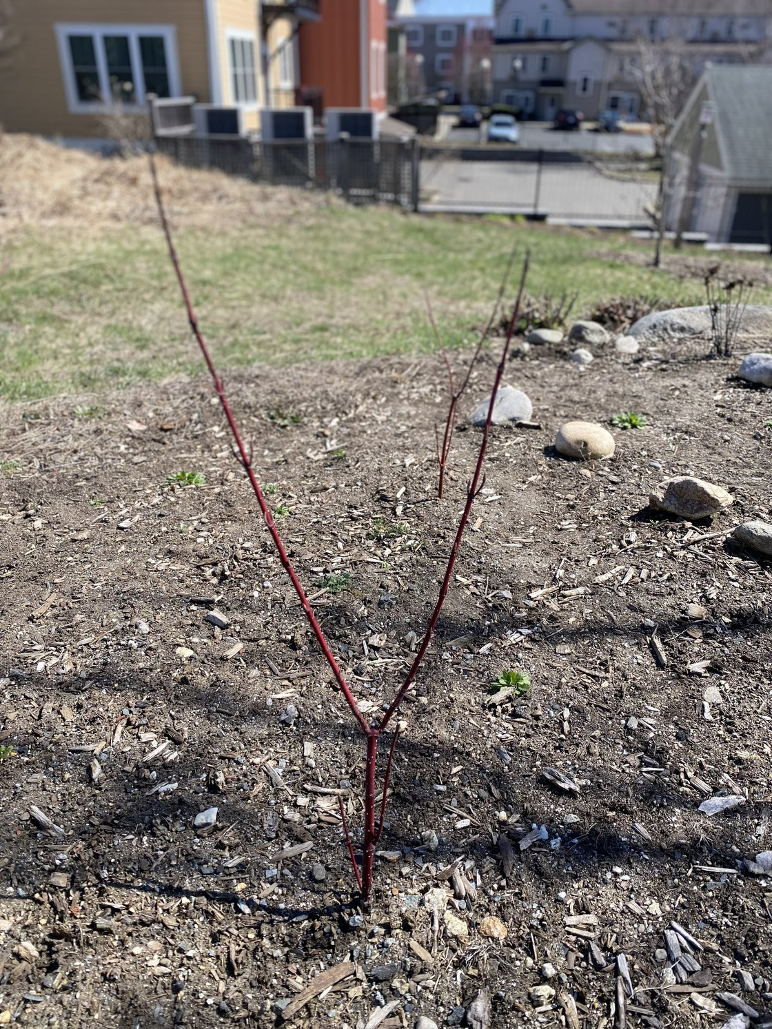 Red Osier Dogwood