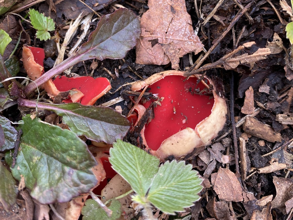 Scarlet cup