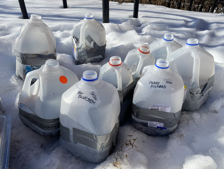 Winter sowing jugs