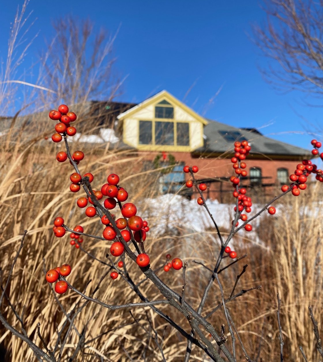 Winterberry